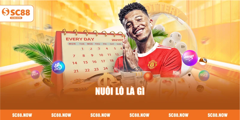 Nuôi Lô Là Gì